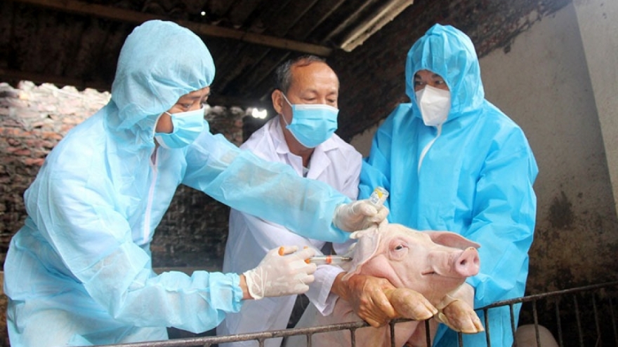 Tỷ lệ tiêm phòng vaccine dịch tả lợn Châu Phi chưa nhiều, vì sao?